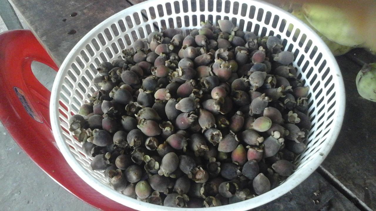 Pepper Farm Phu Quoc Hotell Exteriör bild